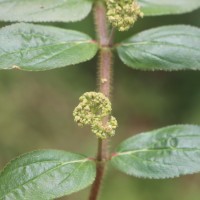 Euphorbia hirta L.